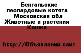 Бенгальские леопардовые котята - Московская обл. Животные и растения » Кошки   